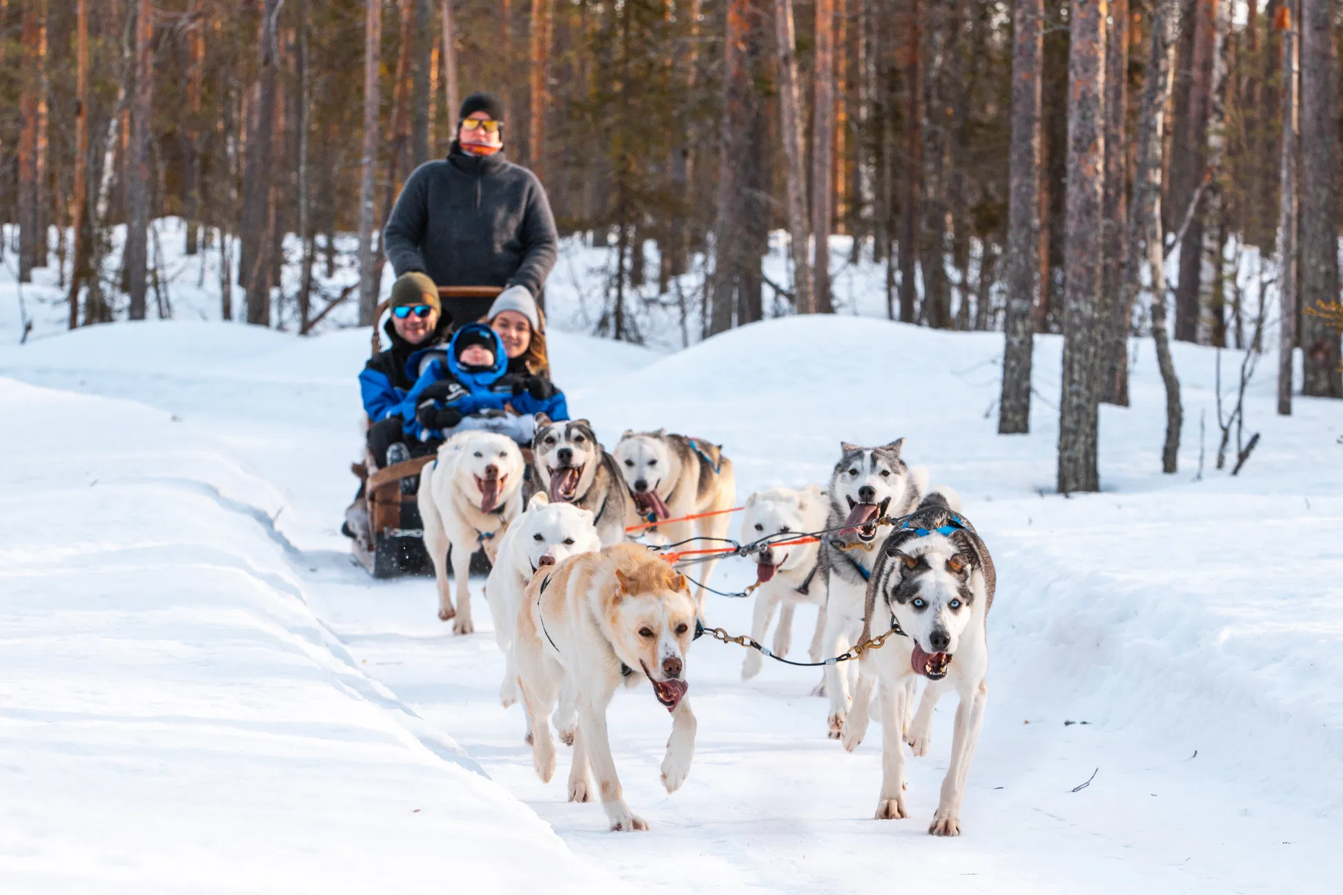 Husky, Reindeer & Snowmobile Experience