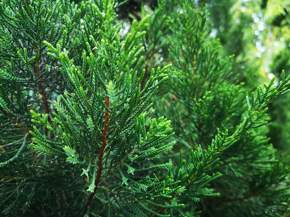 This is a close-up image of the eastern red cedar tree branch, with evergreen foliage much like a Christmas tree. It's a vibrant green with a reddish-brown stem.