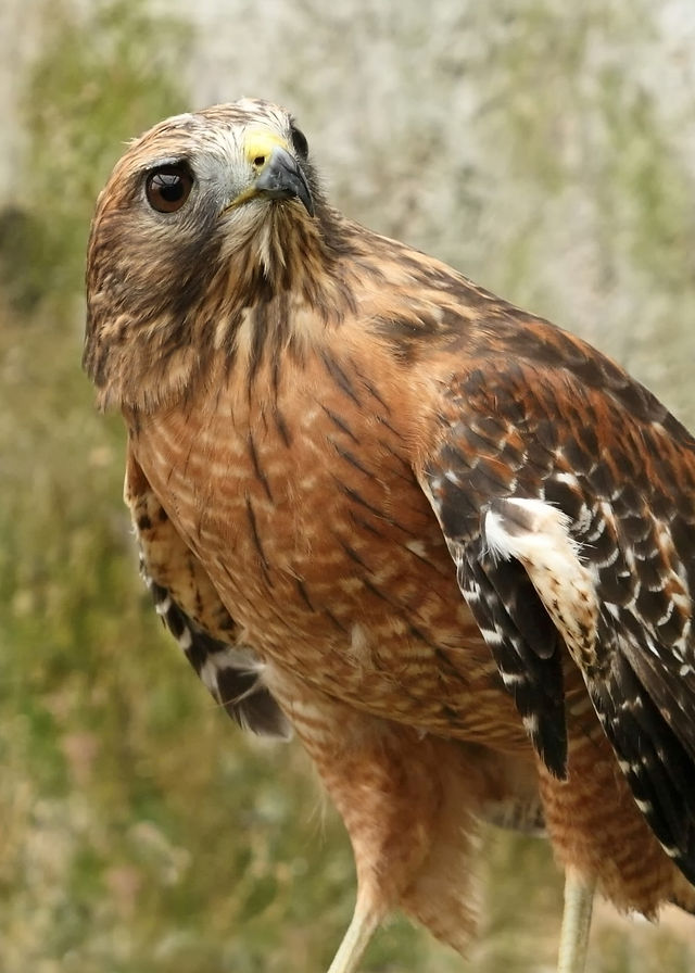 Hawk Symbolism & Spiritual Meanings Of Hawk Spirit Animal