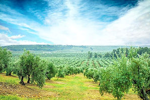 Olives Fields