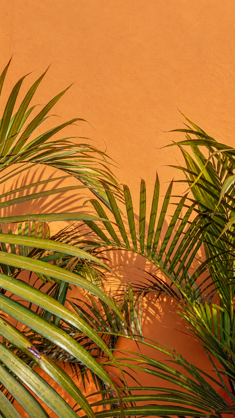 Feuilles de palmier et leurs ombres sur un mur orange abricot.