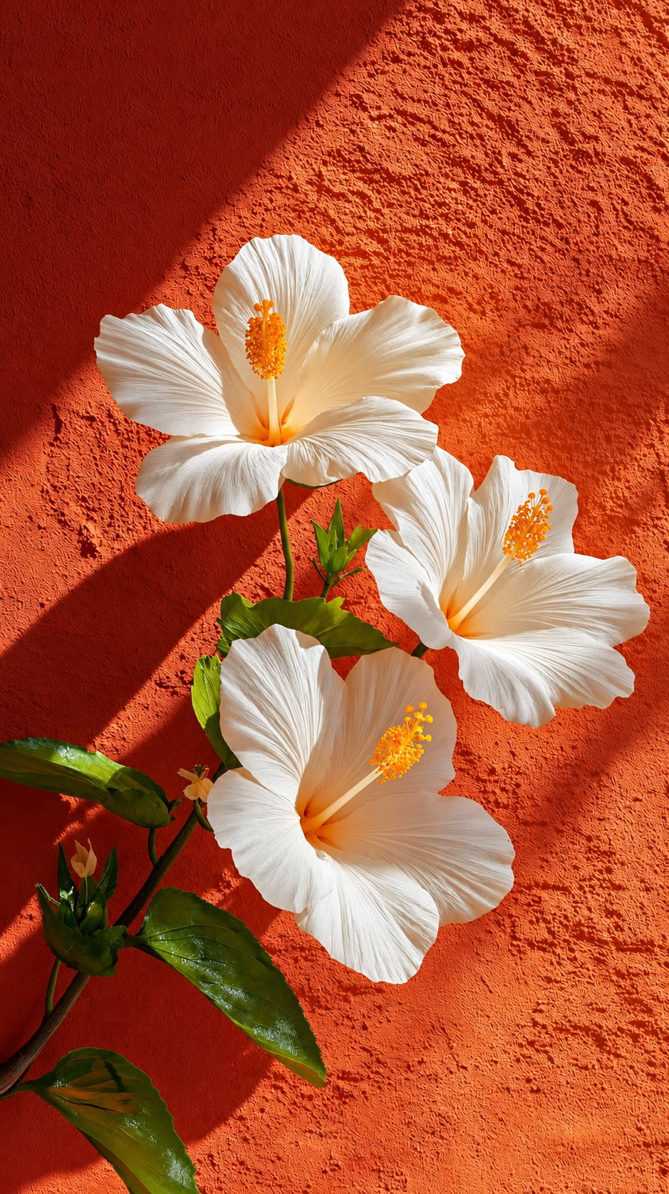 Trois fleurs blanches d’hibiscus aux détails délicats devant un mur rouge orangé.