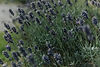 Spinks Nest Norfolk HR-428.jpg