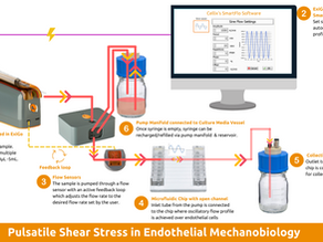 Pulsatile Shear Stress in Endothelial Mechanobiology