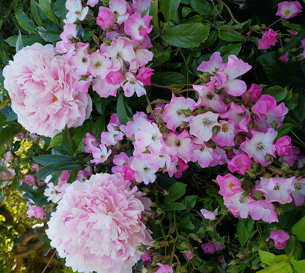 The Surprising Health Benefits of Hypnosis