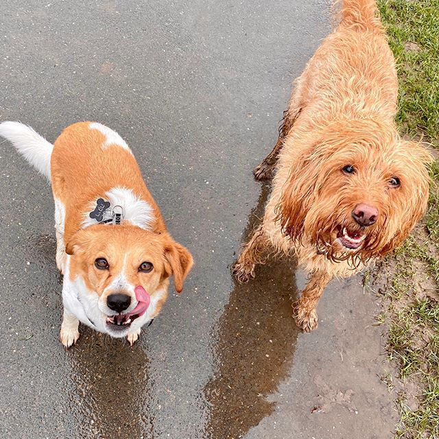 Dog walker