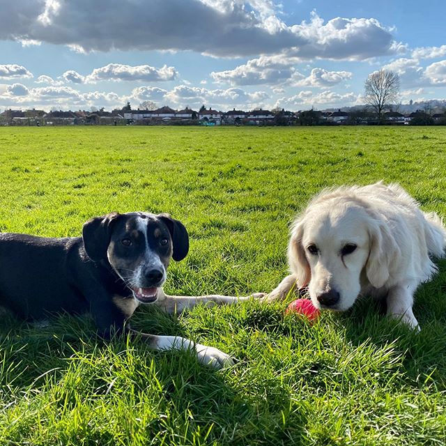 Dog walker