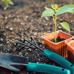 Every Gardener Must Know These Homemade Organic Pesticide Remedies