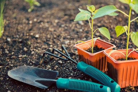 Curso de plantaciones forestales