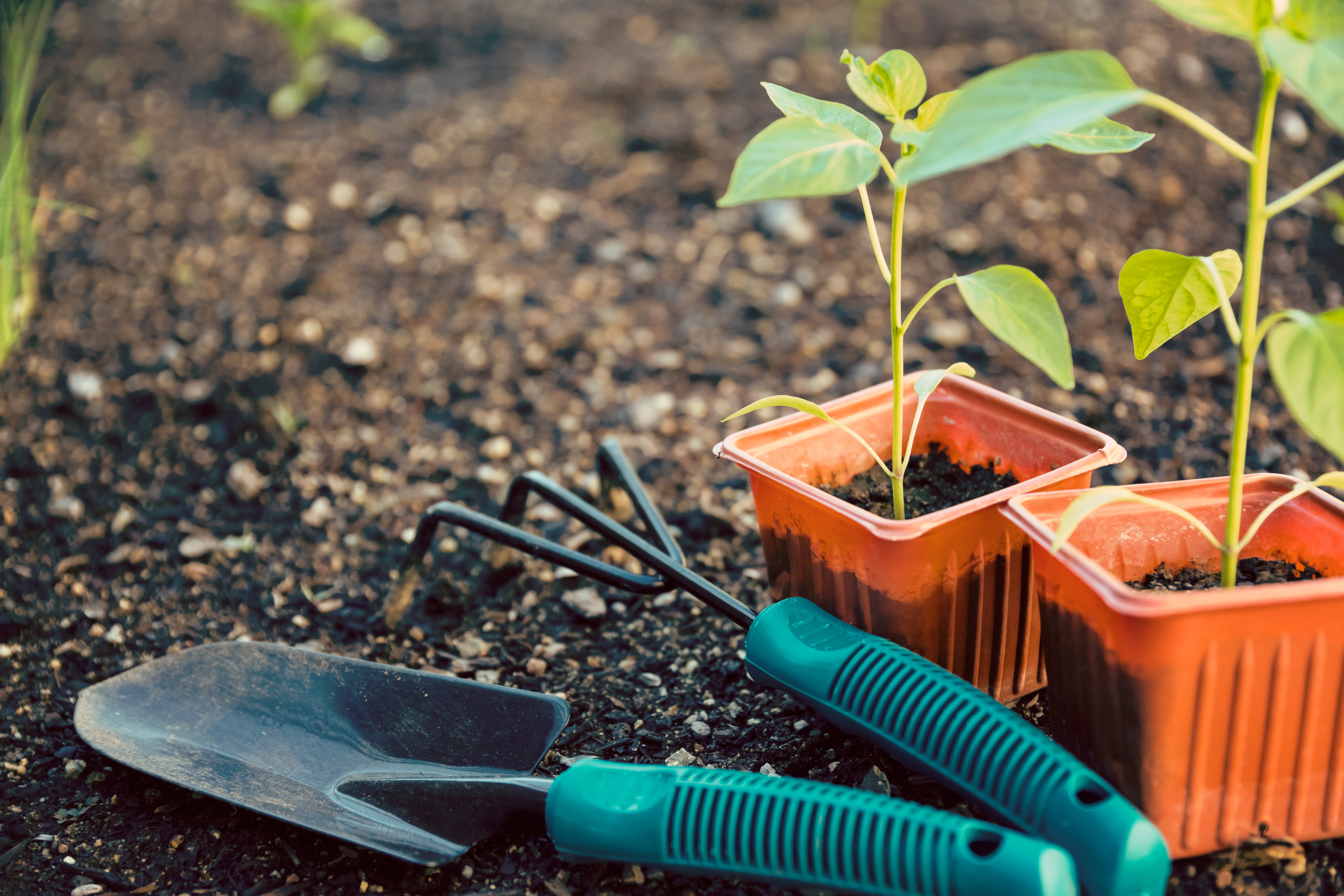 Gardening for survival
