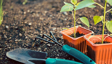 Seedlings And Tools