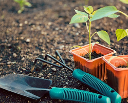 Gardening
