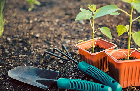 Gardening Services in Brisbane