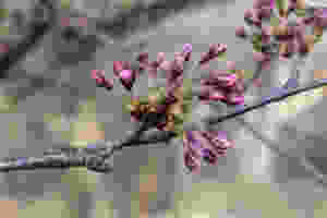 Cherry blossom buds about to bloom in High Park, city of Toronto
