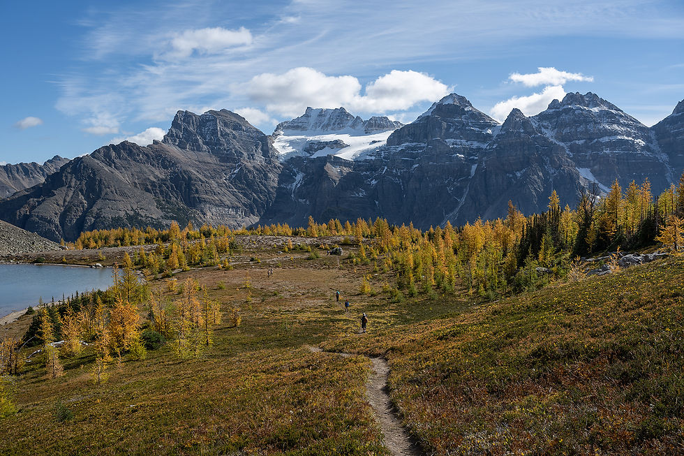 Hiking trail through alpine meadows and golden larch trees in Larch Valley during fall in Banff National Park