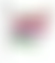 第196号 2026年5月 山々の木々の芽吹きがきれいな季節です。