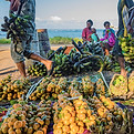 tanna_DSC8702_credit_dave_allen_NIWA_WEB.jpg