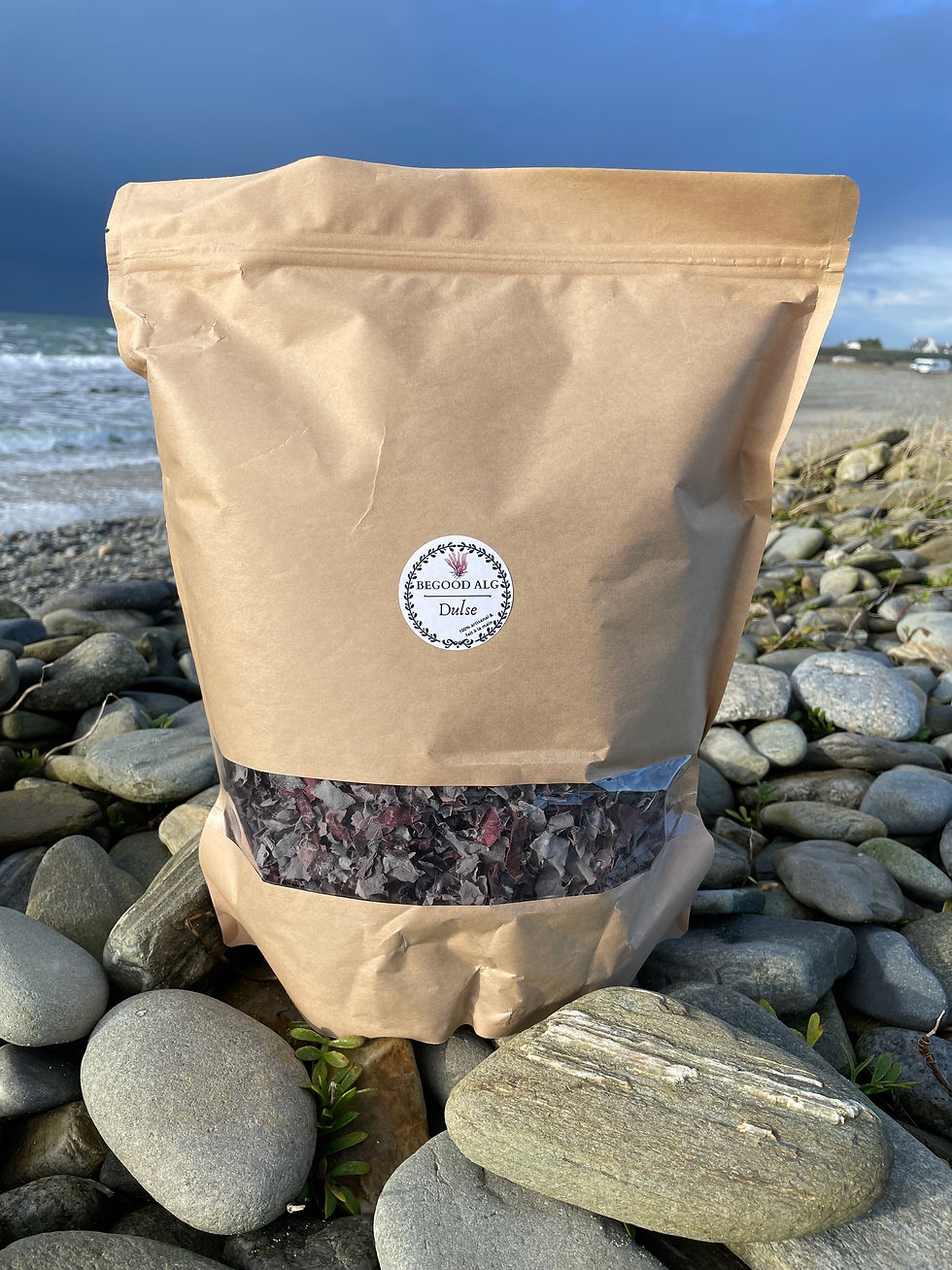 Miniature : Dulse (Palmaria palmata)