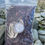 Miniature : Dulse (Palmaria palmata)