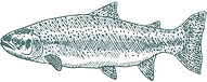 Duncton Mill.jpg