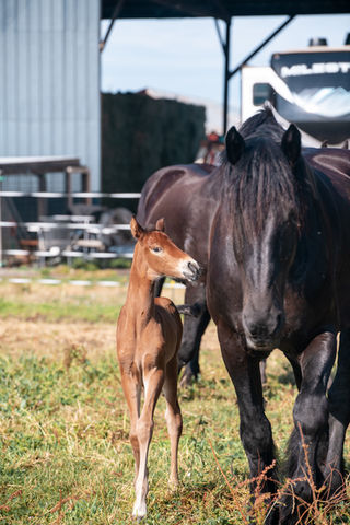 Winnifred CCE bay kwpn-na filly by apache out of savoir faire by Rubinstein