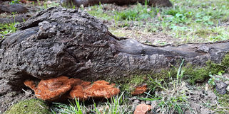 SVART RADICE E FUNGHI.jpg