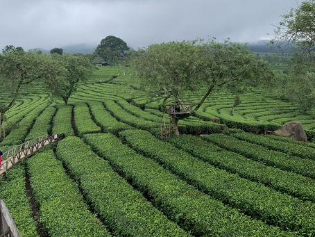 Pesona Lautan Hijau dari Puncak Kebun Teh Wonosari, Lawang