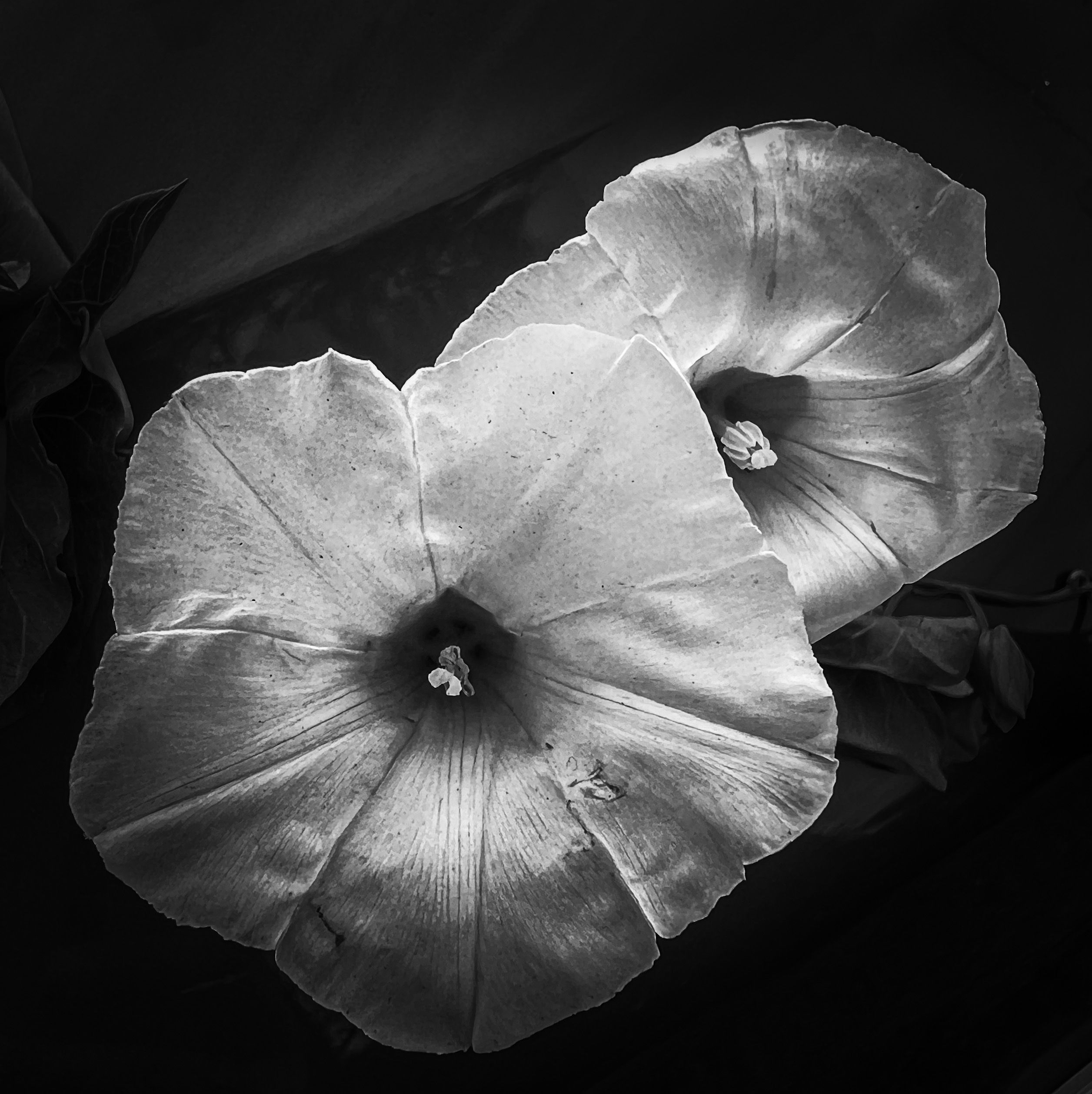Moonflower Duo