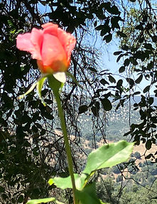 View of rose and valley from Palomar Mountain, CA