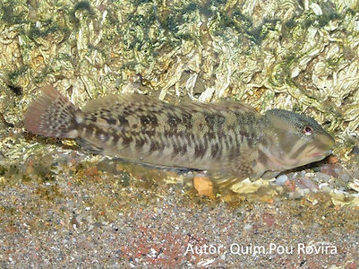 Salaria fluviatilis QPR.jpg