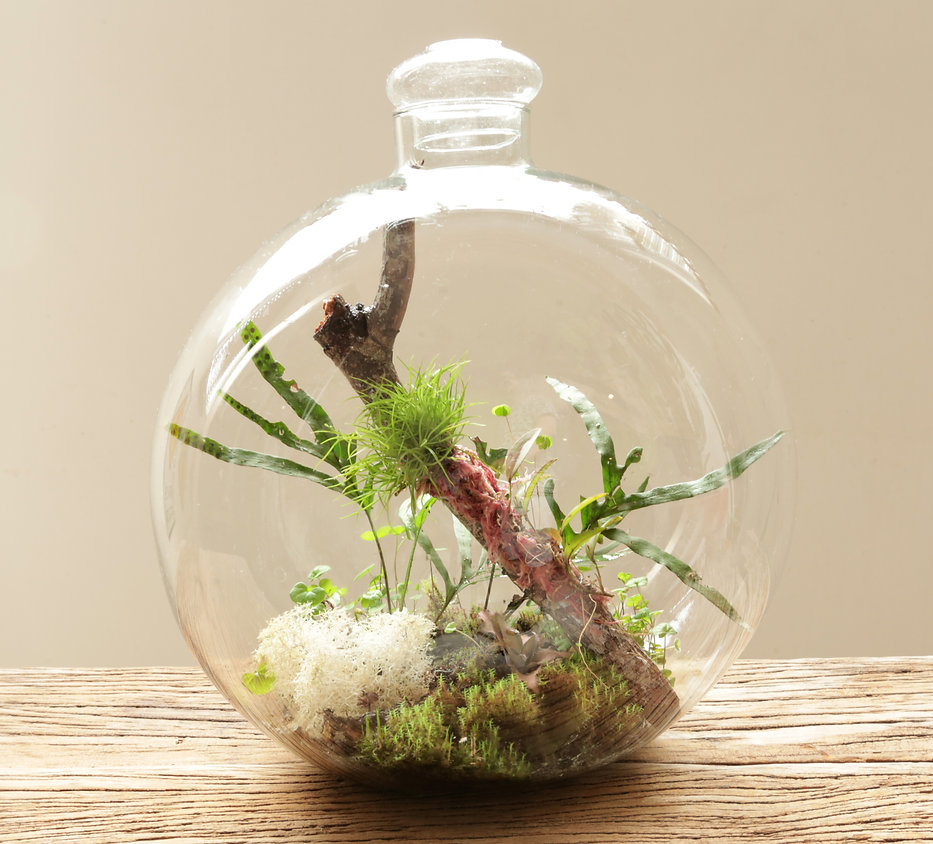 Terrário Grande | arranjo 01