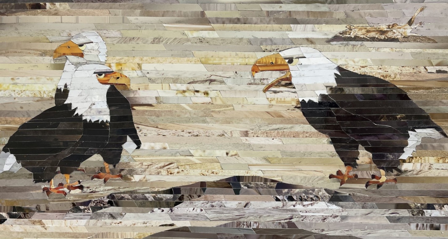 Bald Eagles squawking at each other.