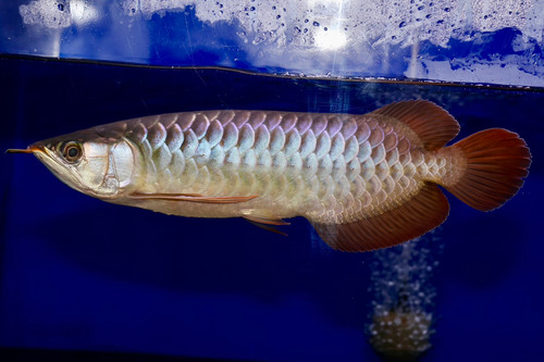 アロワナ　1匹 file.jpg