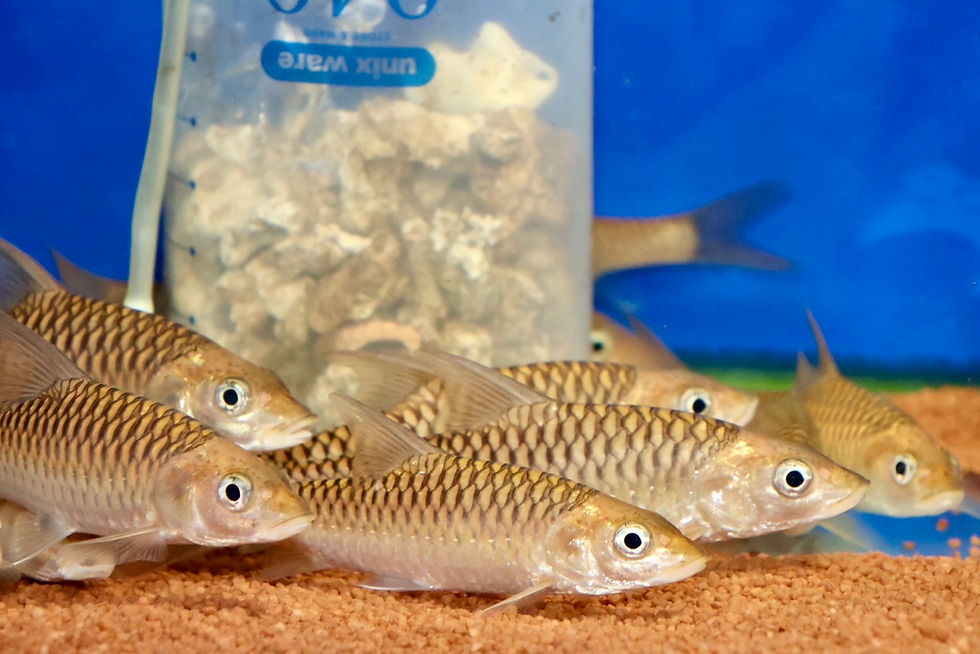 サムネイル： ゴールデンマハシール 10〜13cm