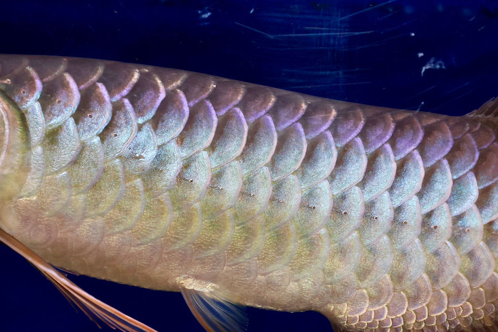 サムネイル： スワンディレッド No.1_R951