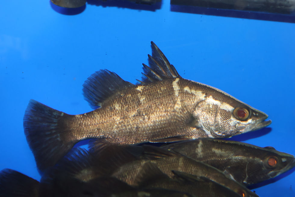 アカメ 四万十川産