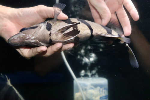 ダトニオプラスワン ハイボディパーフェクトバンド