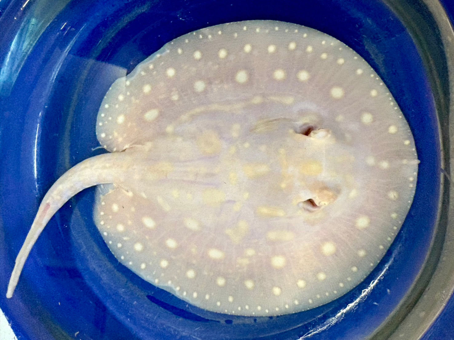 アルビノスノーSP♂16cm 2025062903