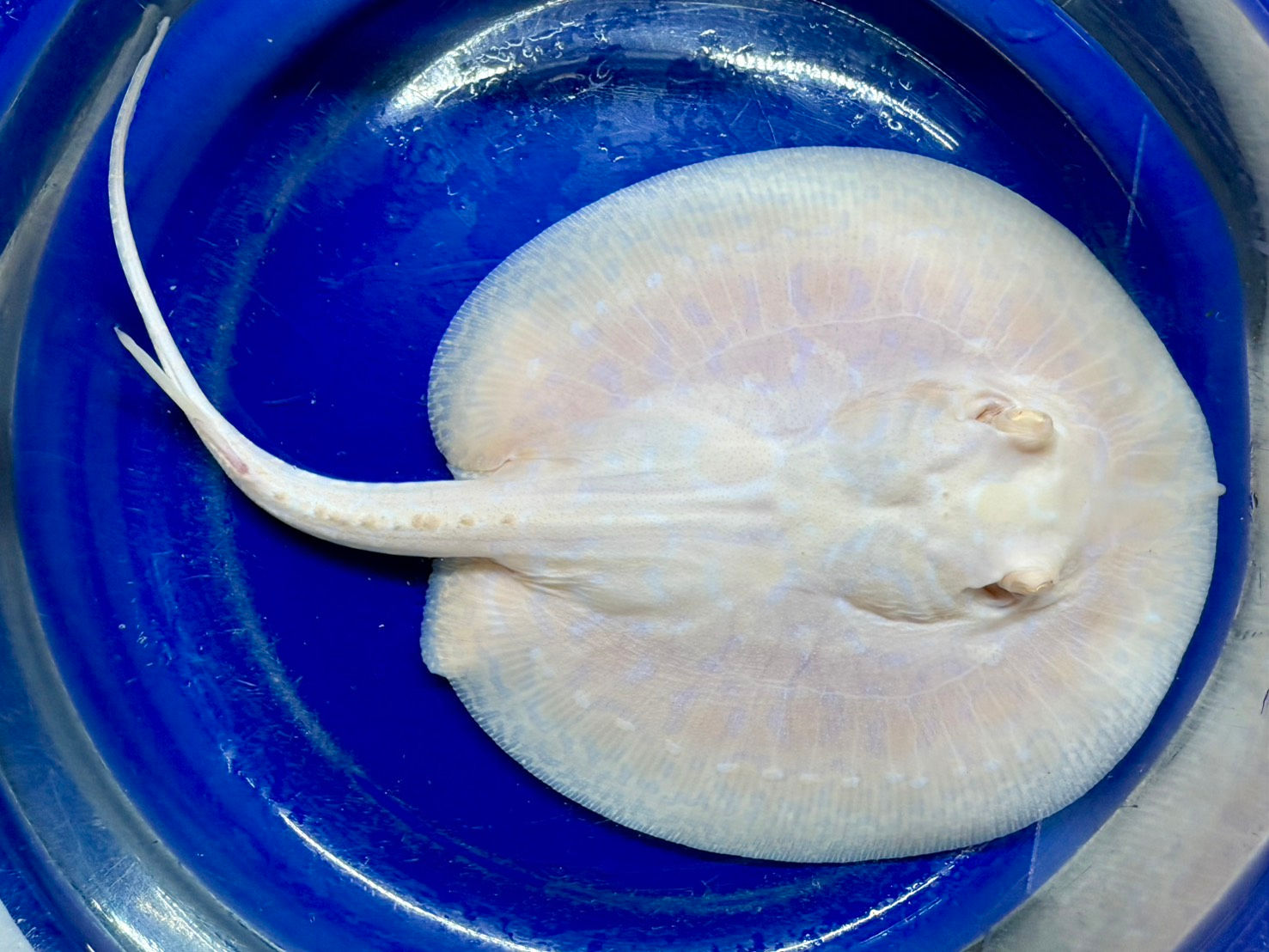 アルビノスノーSP♂14cm 20250705