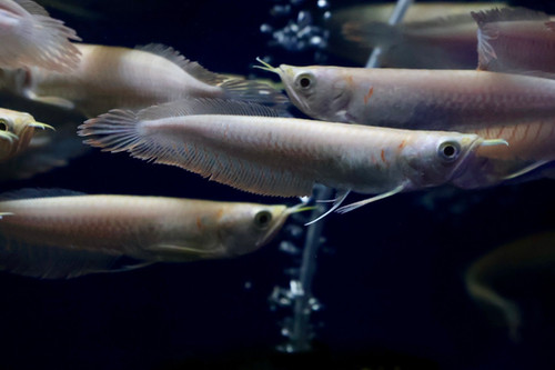 アルビノシルバーアロワナ | AQUA SHOP Suea