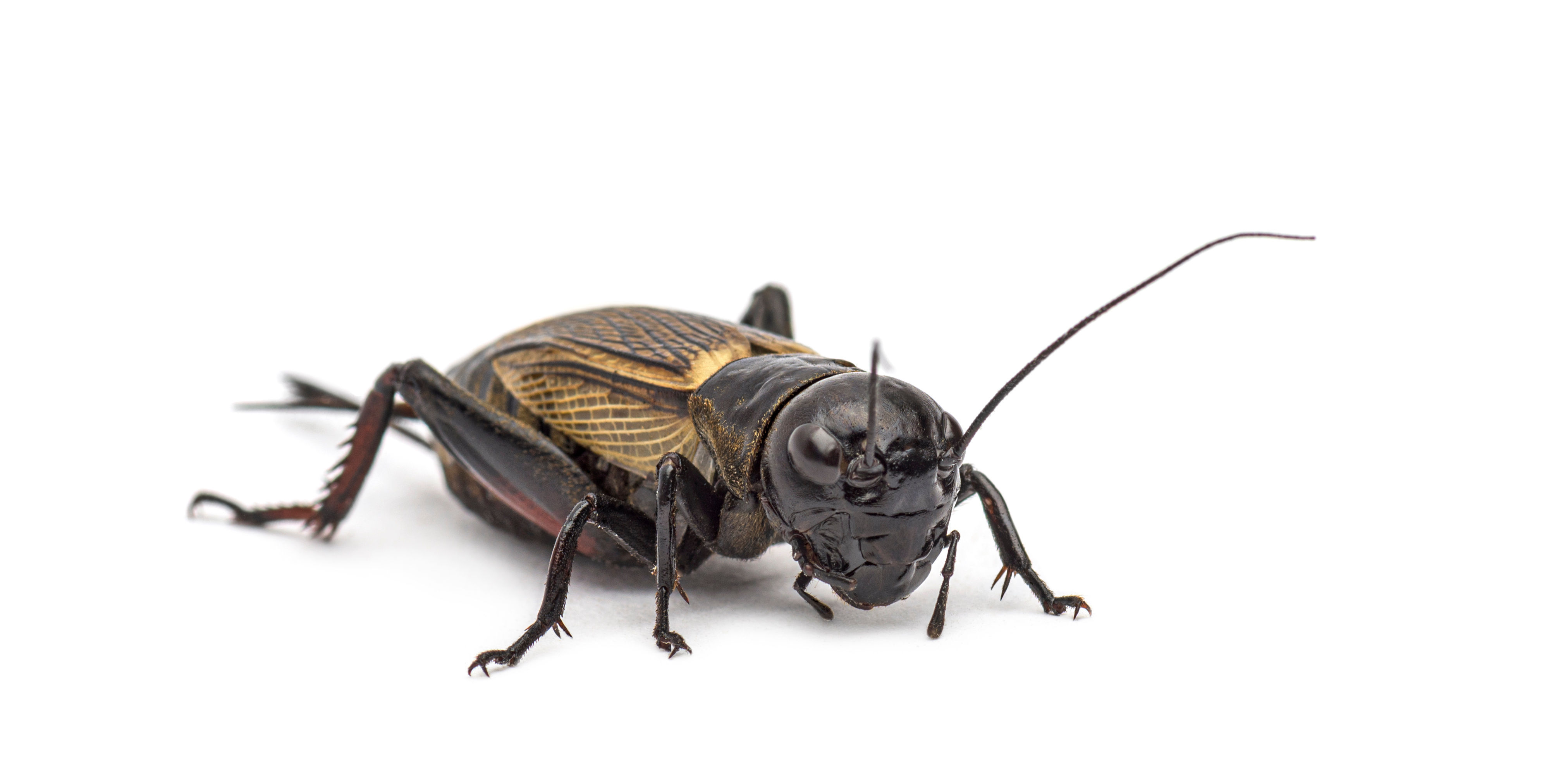 クロコオロギメガ 200匹