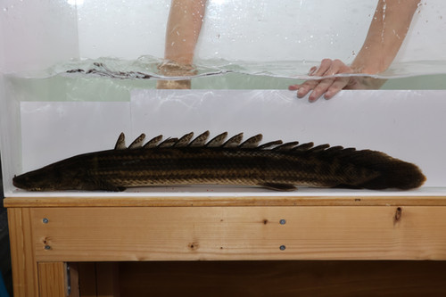 ポリプテルス トゥルカナビキール 64cm | AQUA SHOP Suea