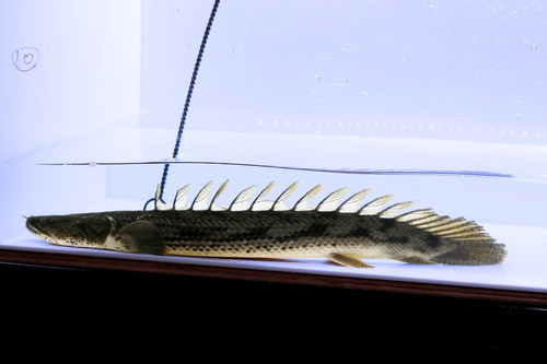 タンガニーカコンギクス56㎝±