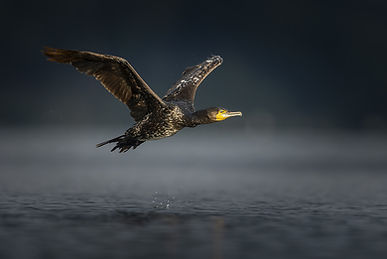 _83A7736-Avec accentuation-Bruit-2.jpg