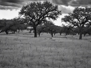Black and White Hill Country Field with Trees