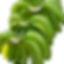 Cavendish Banana