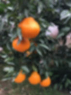 Fresh Mandarin Oranges