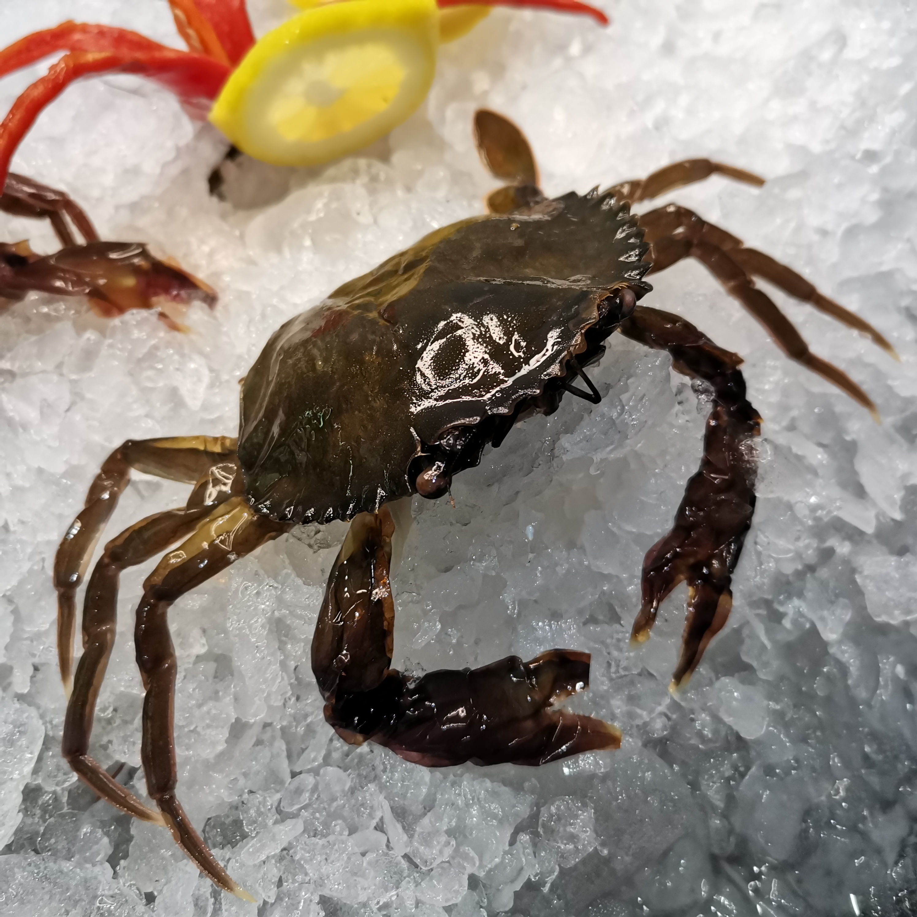 Fresh Frozen Whole Soft Shell Crab