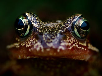 Opinie herpetologiczne
