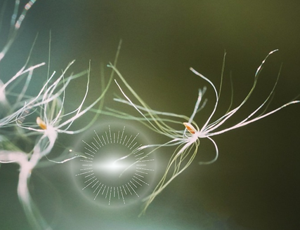 Künstlerische Macroaufnahme, die symbolisch für 1:1 Coaching-Session stehen soll